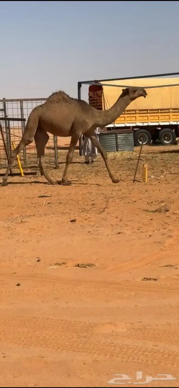 قعود اصفر دبياني 1