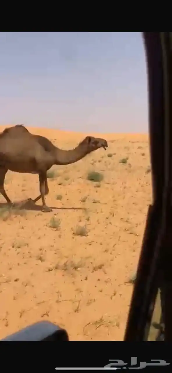 ناقه صفرا ضريبه 0