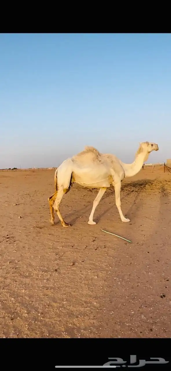 عشراء ومصعد للبيع 5