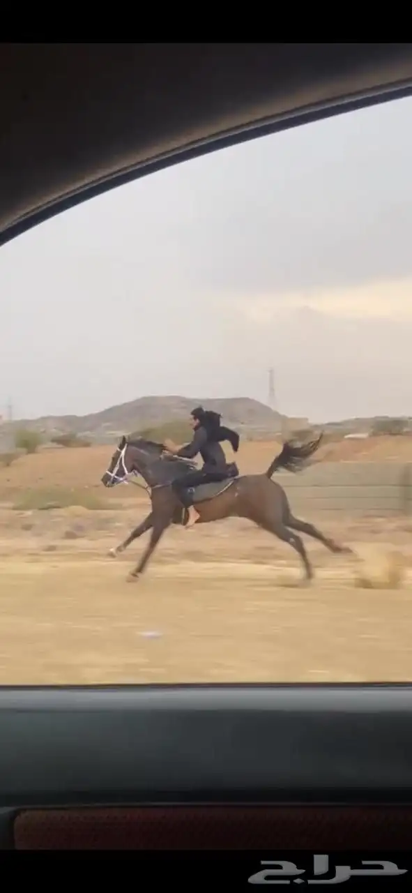 حصان شعبي 0