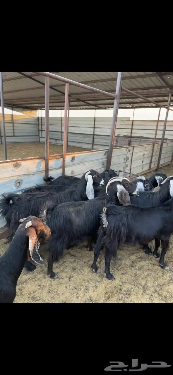 معزا للبيع 1
