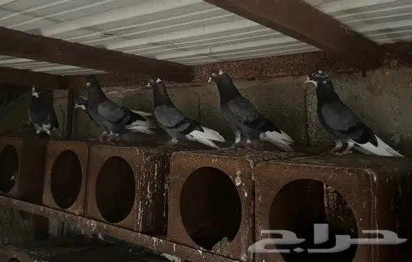 حمام قطايف خكا ترثة قديمة 3