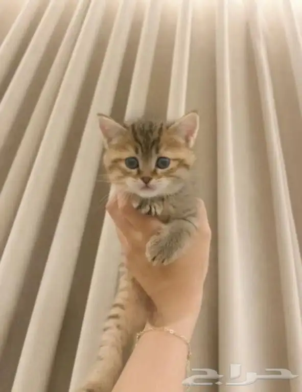 قطط سكوتش للبيع بعمر شهرين 1