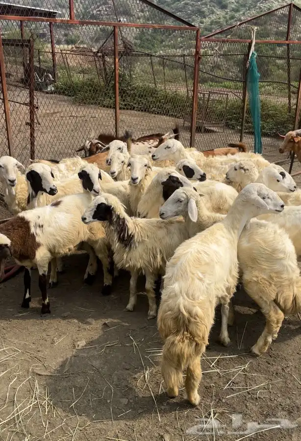 رخال للبيع 3