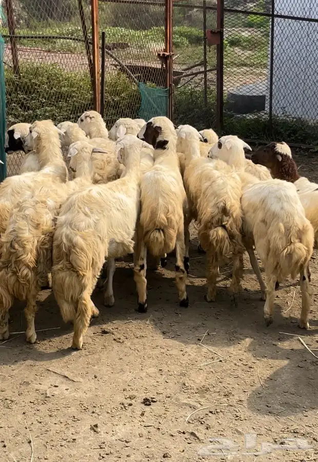 رخال للبيع 4
