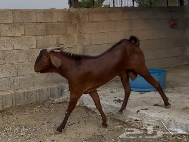 فحل ادهم ادبس رباع 8