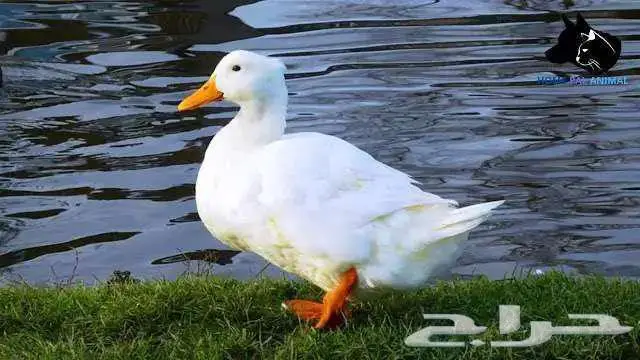 تعلن مزارع أرنوبي بفضل الله وتوفيقه عن توفر بط بكيني شحم لحم 0