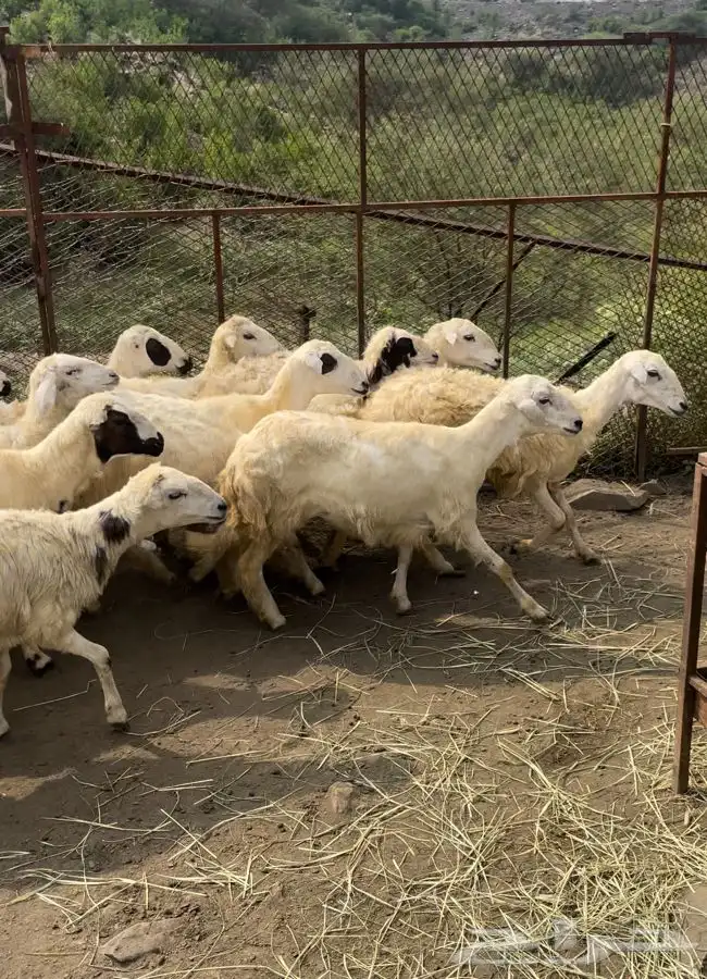 رخال للبيع 0