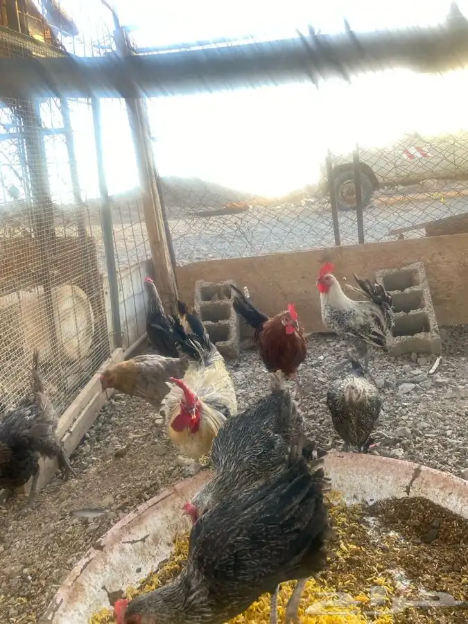 دجاج للبيع الموقع الوجه 2
