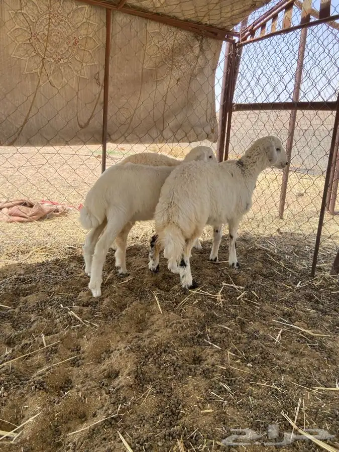 رخلين وخروفين الموقع الشملي 4
