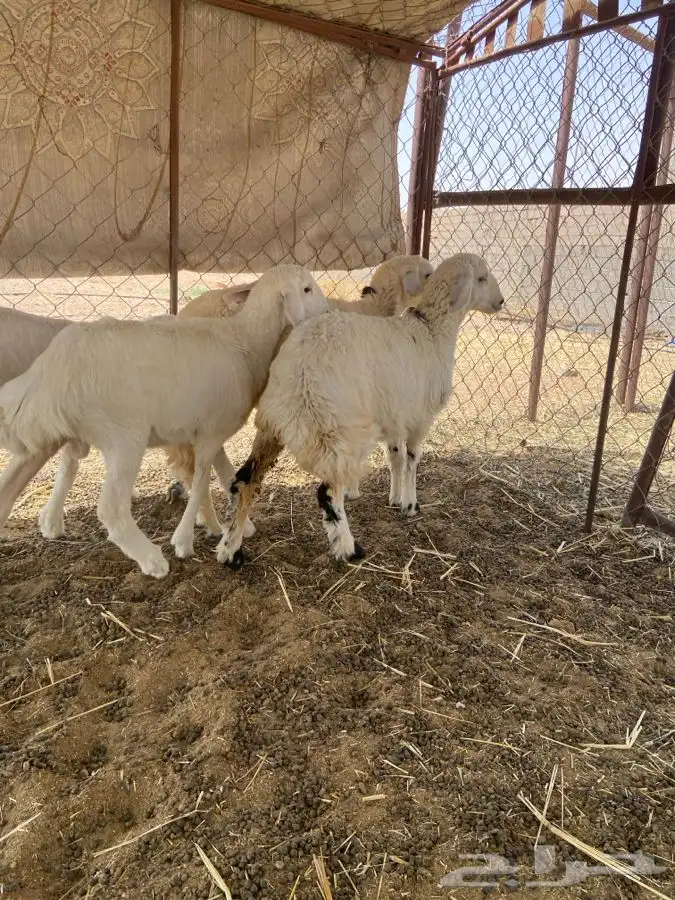 رخلين وخروفين الموقع الشملي 1