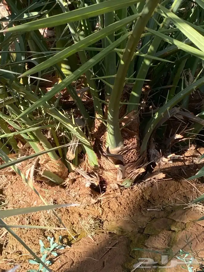 اصناء برني العلا ادفع حق القلع والله يبارك لك 0