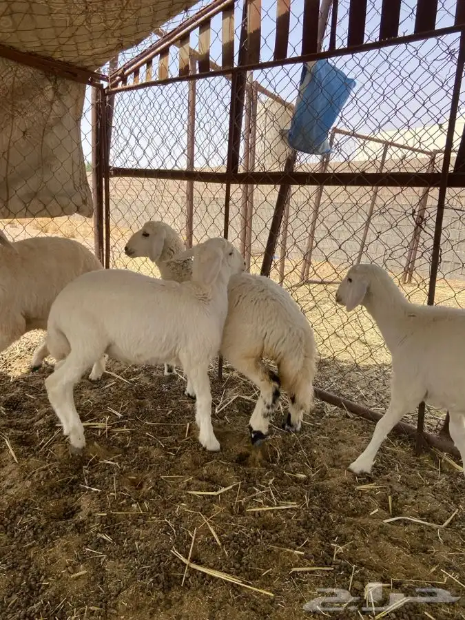 رخلين وخروفين الموقع الشملي 3