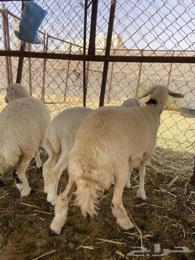 رخلين وخروفين الموقع الشملي 5