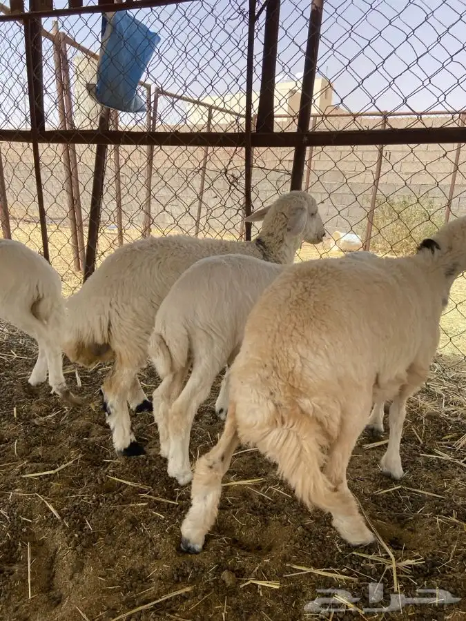 رخلين وخروفين الموقع الشملي 2