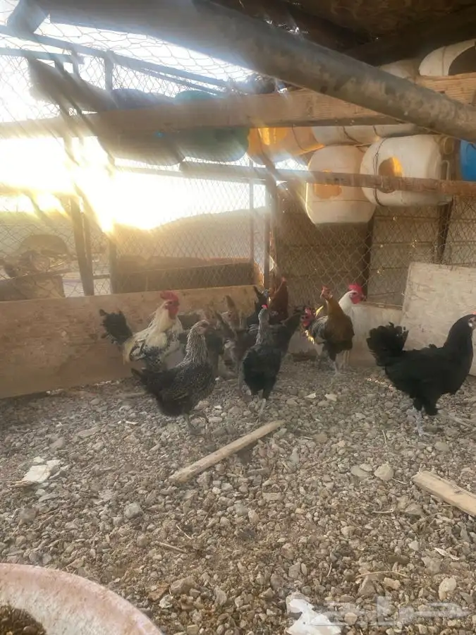 دجاج للبيع الموقع الوجه 1