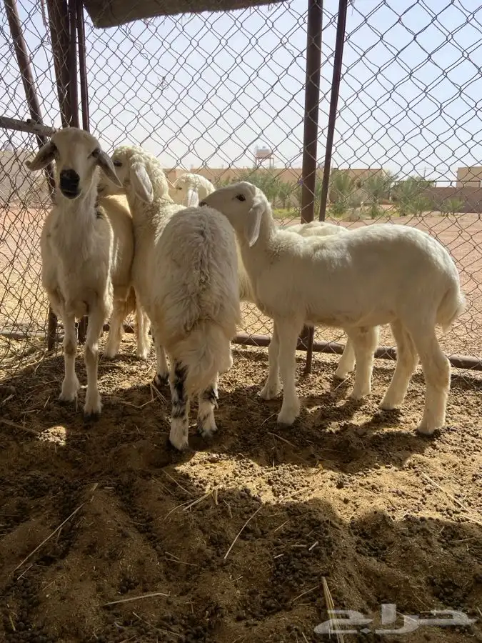 رخلين وخروفين الموقع الشملي 0