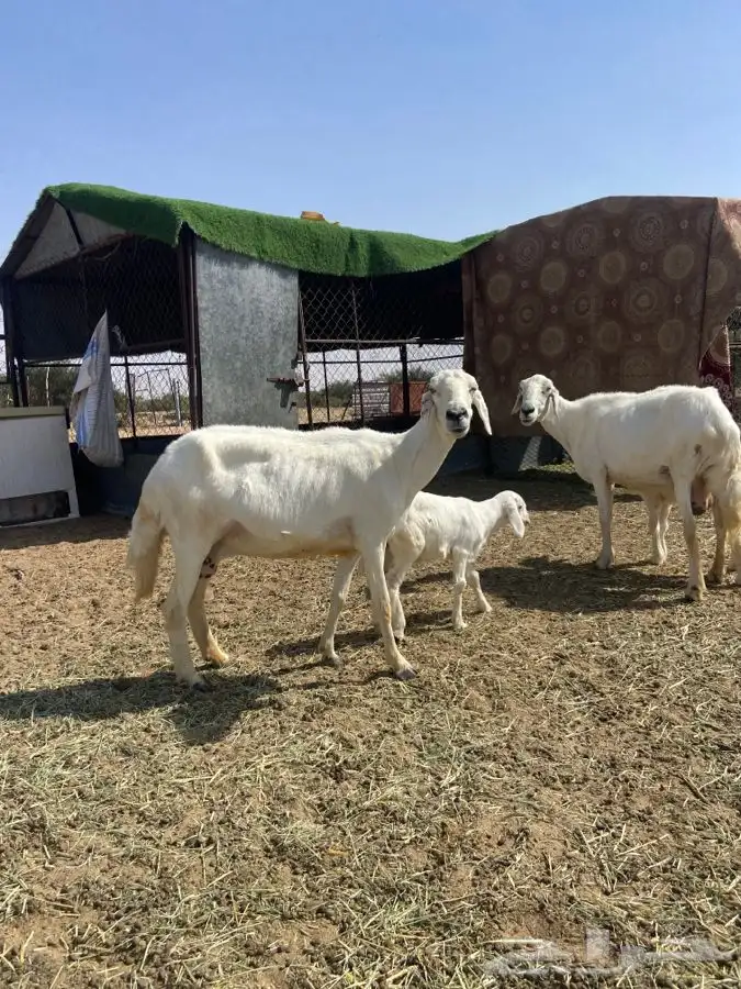 نعجتين تحته خروف ورخل مشروطه من جميع العذريب 0