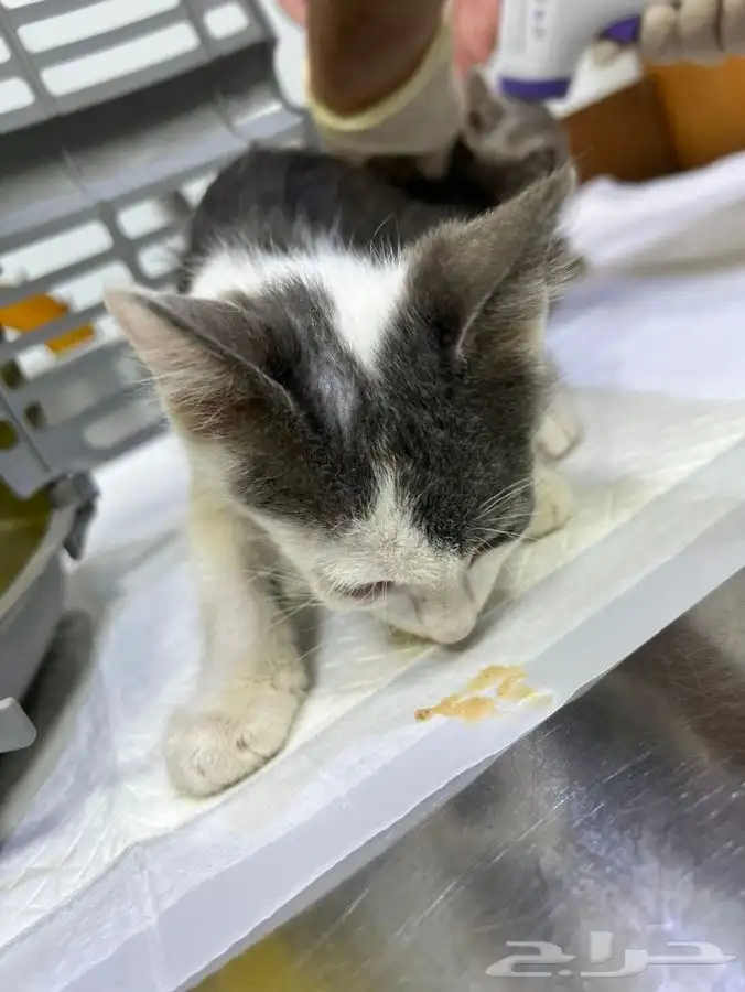قط كيتن عمر شهرين للتبني 4