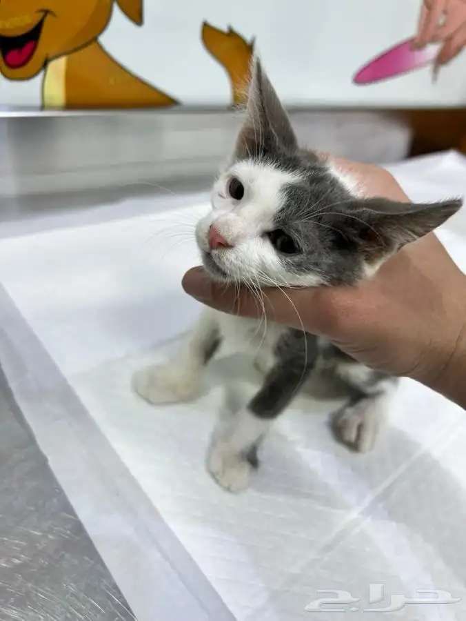 قط كيتن عمر شهرين للتبني 7