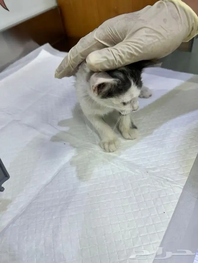 قط كيتن عمر شهرين للتبني 11