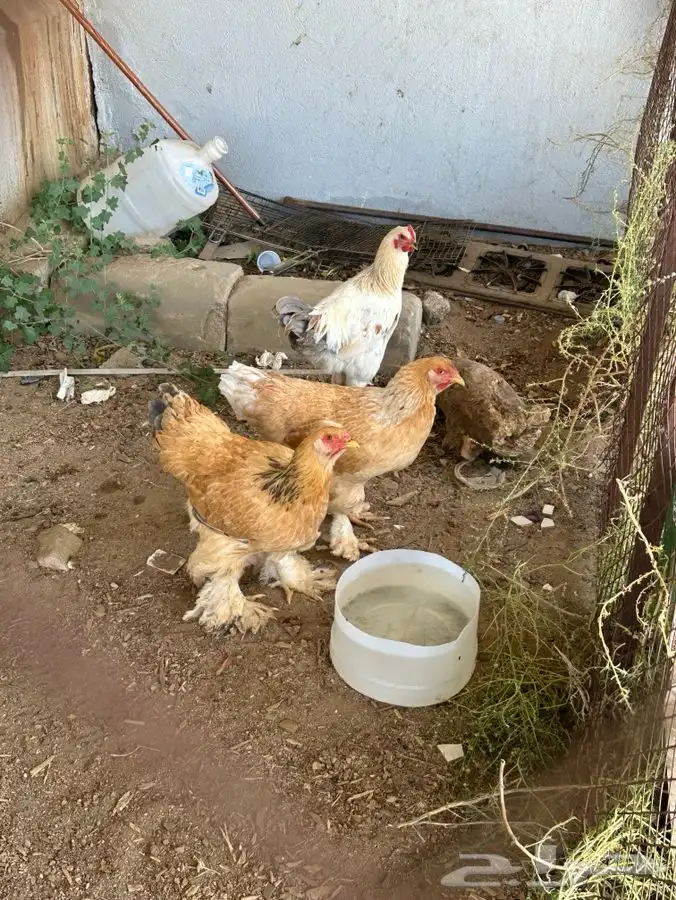 دجاج للبيع 2