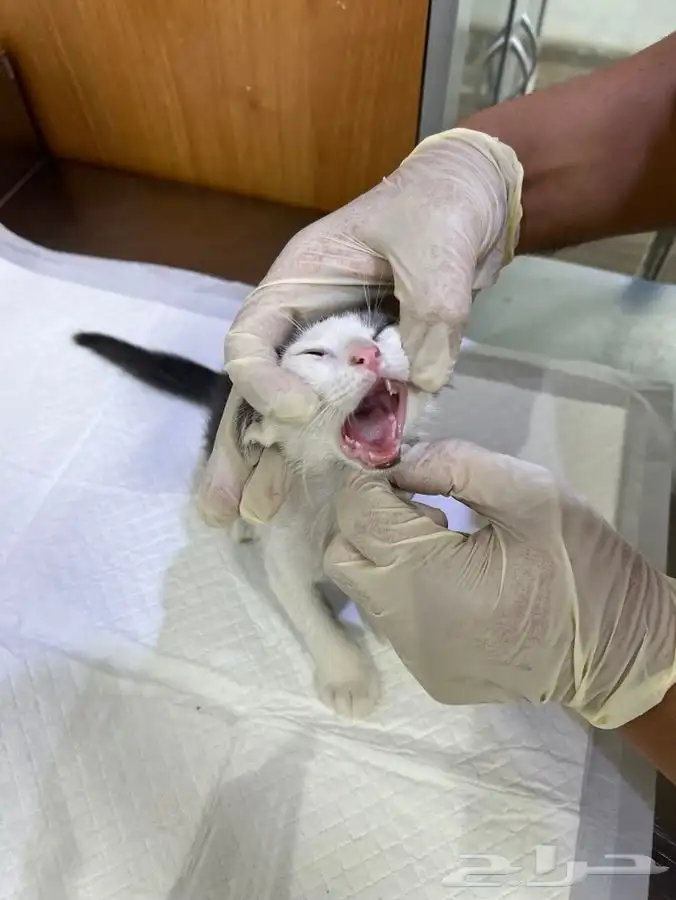 قط كيتن عمر شهرين للتبني 10