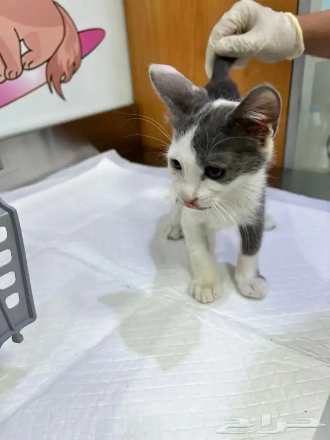 قط كيتن عمر شهرين للتبني 9