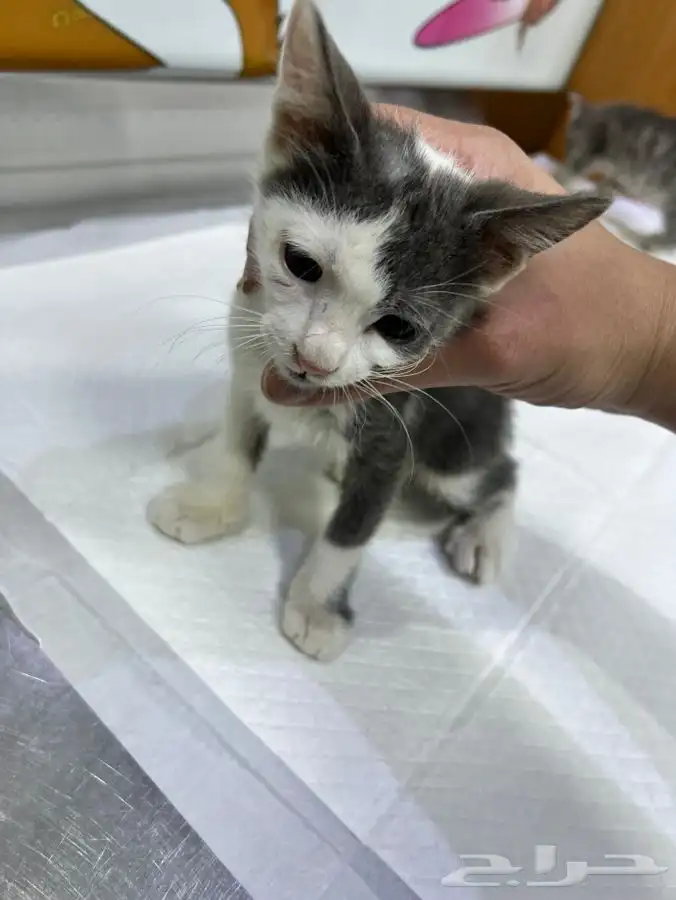 قط كيتن عمر شهرين للتبني 8