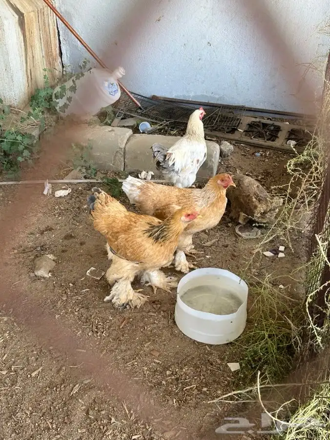 دجاج للبيع 0