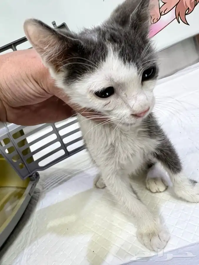 قط كيتن عمر شهرين للتبني 3