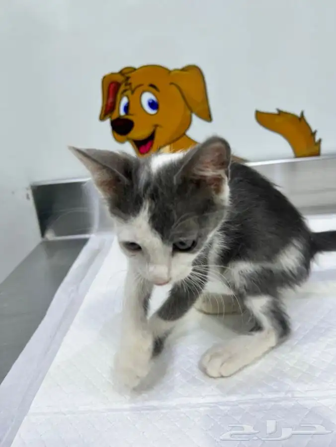 قط كيتن عمر شهرين للتبني 5