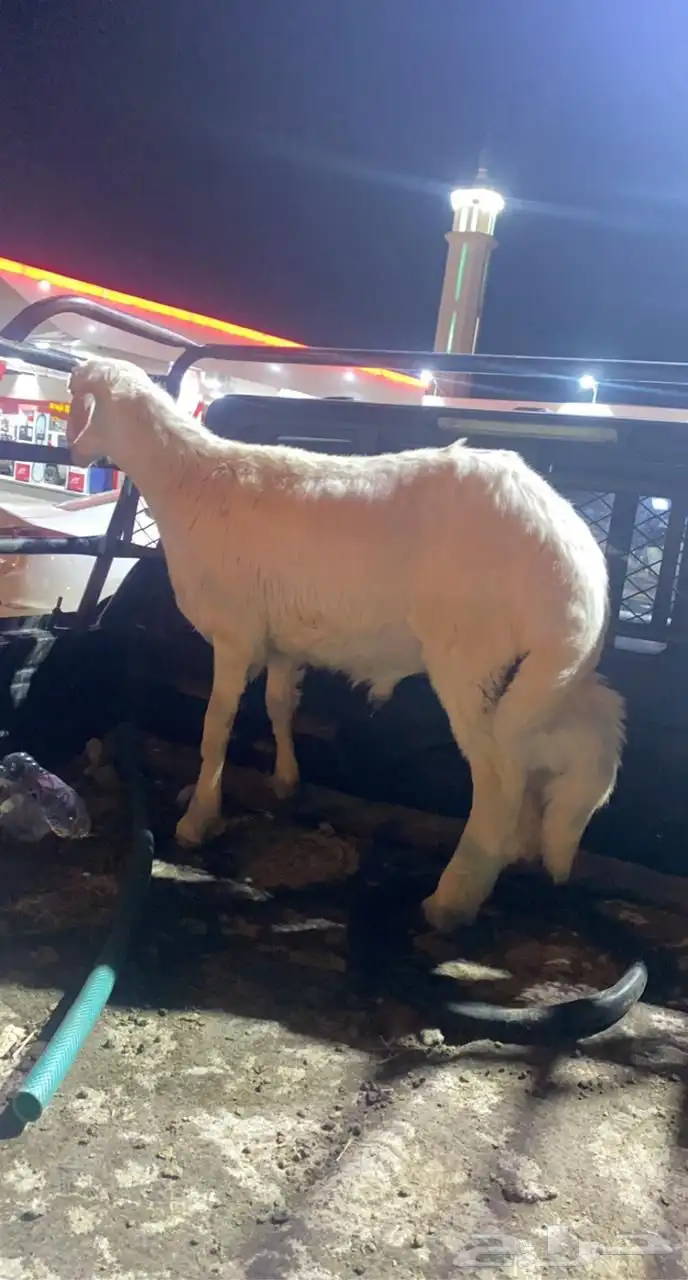 خرفان ذبايح ثلاجات ومناسبات مع السلخ والتوصيل 7