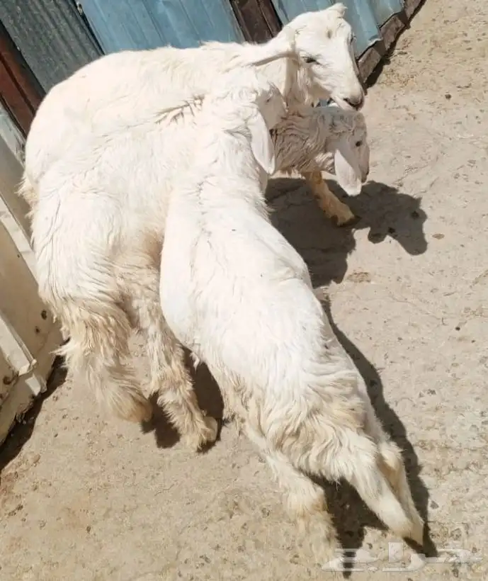 3 خرفان زي الموز ونظيفه 0