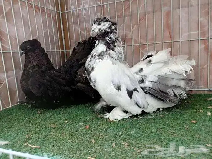 أجواز رقاص أشكال والوان حلووة عرض 2 5