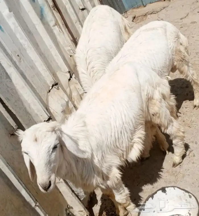3 خرفان زي الموز ونظيفه 1