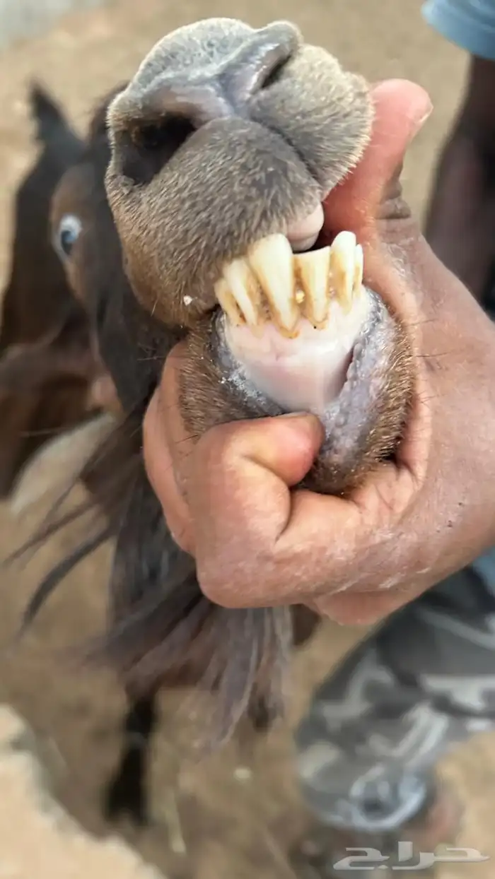 فحل قبرصي 2