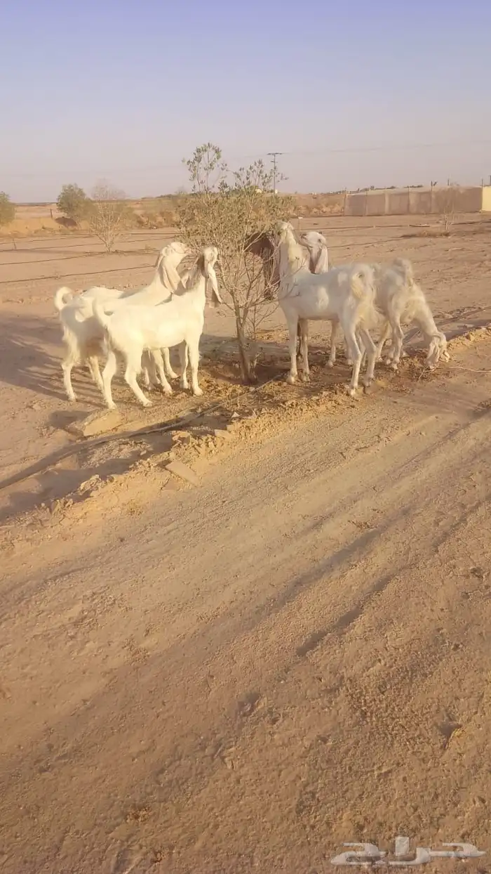 جفار جذعات للبيع 4