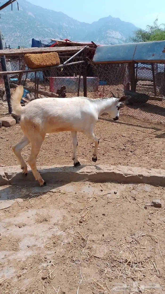 عناق للبيع 3