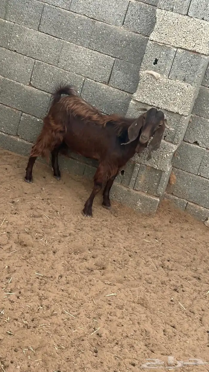 فحل قبرصي 0