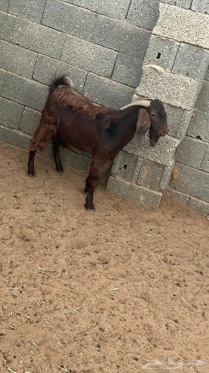 فحل قبرصي 3