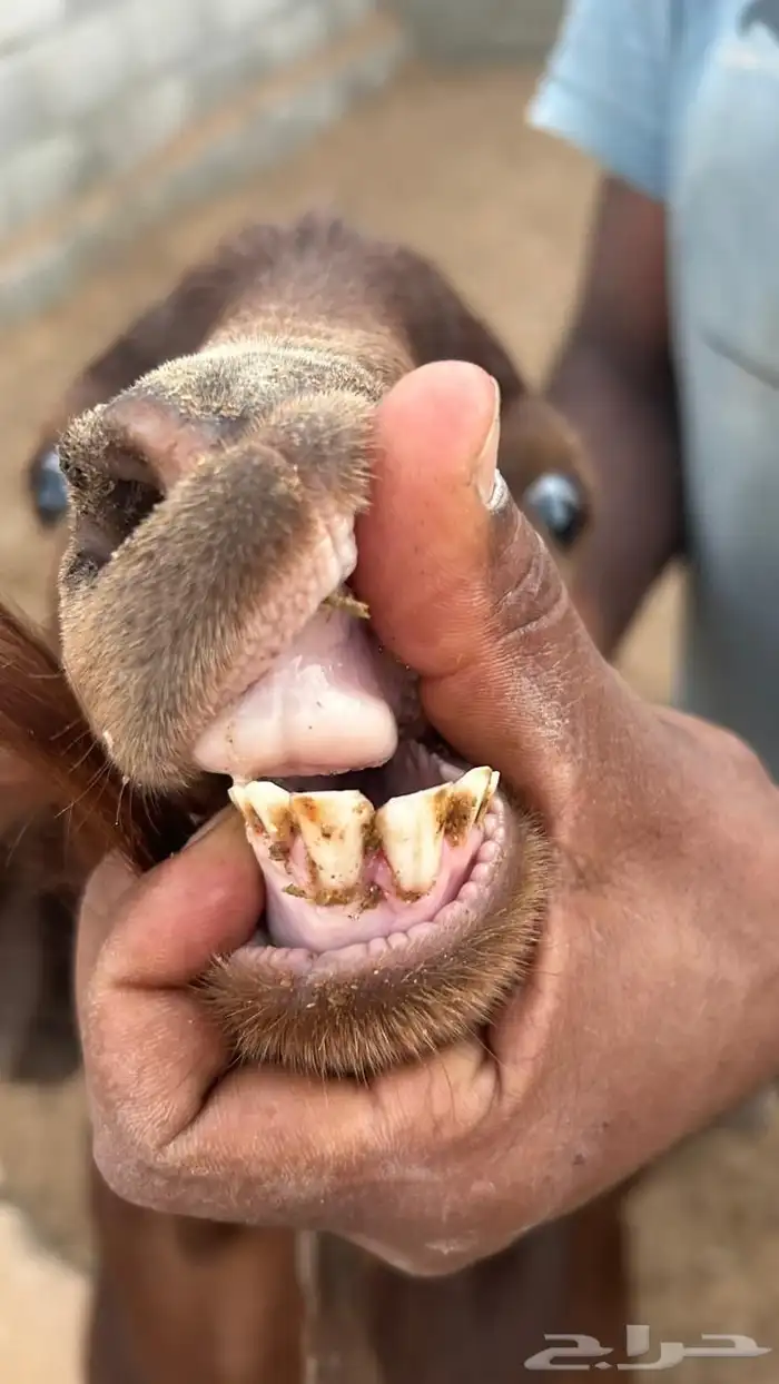 فحل قبرصي 2