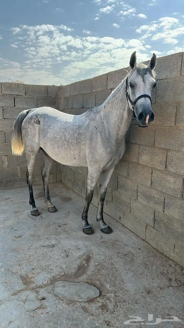 فرس واهو 0