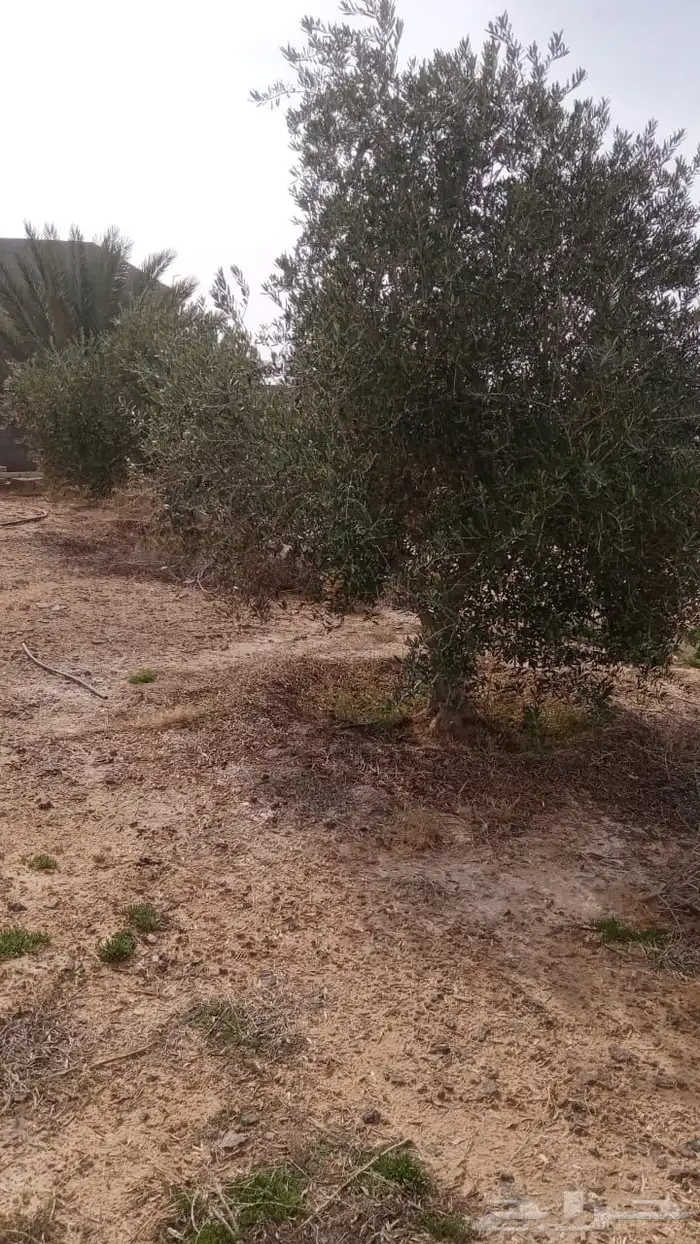 شجر زيون اشجار الزيتون 18