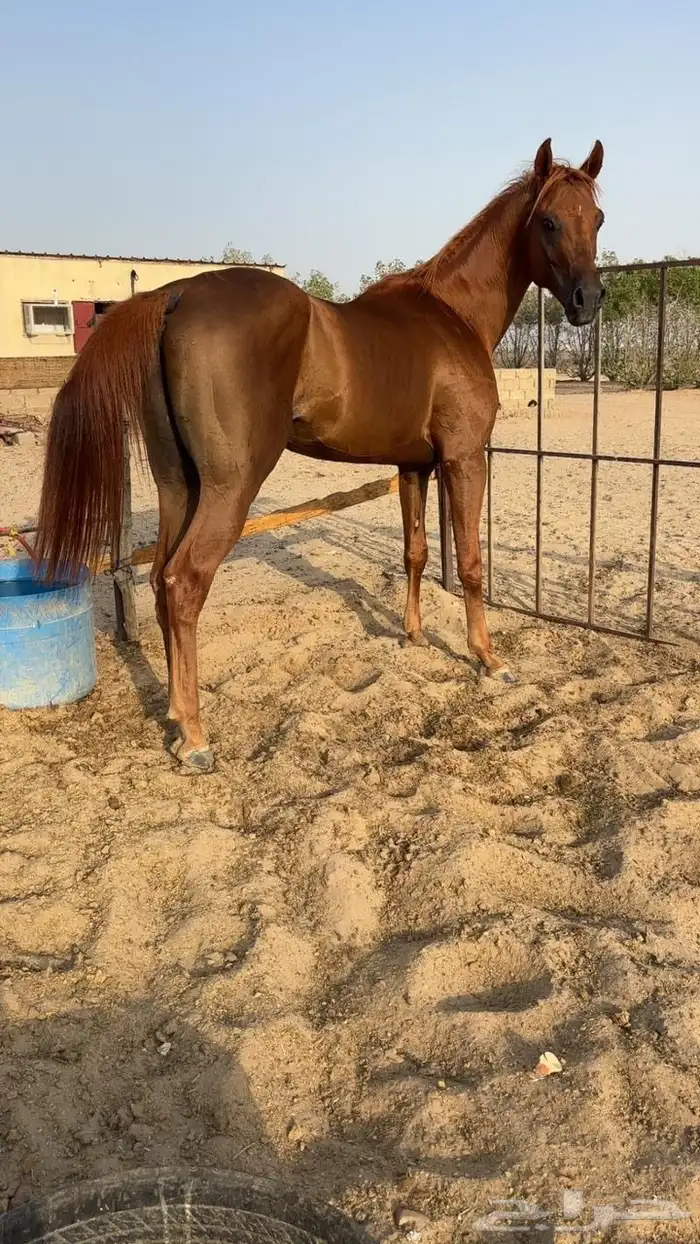 حصان شعبي كفو 2