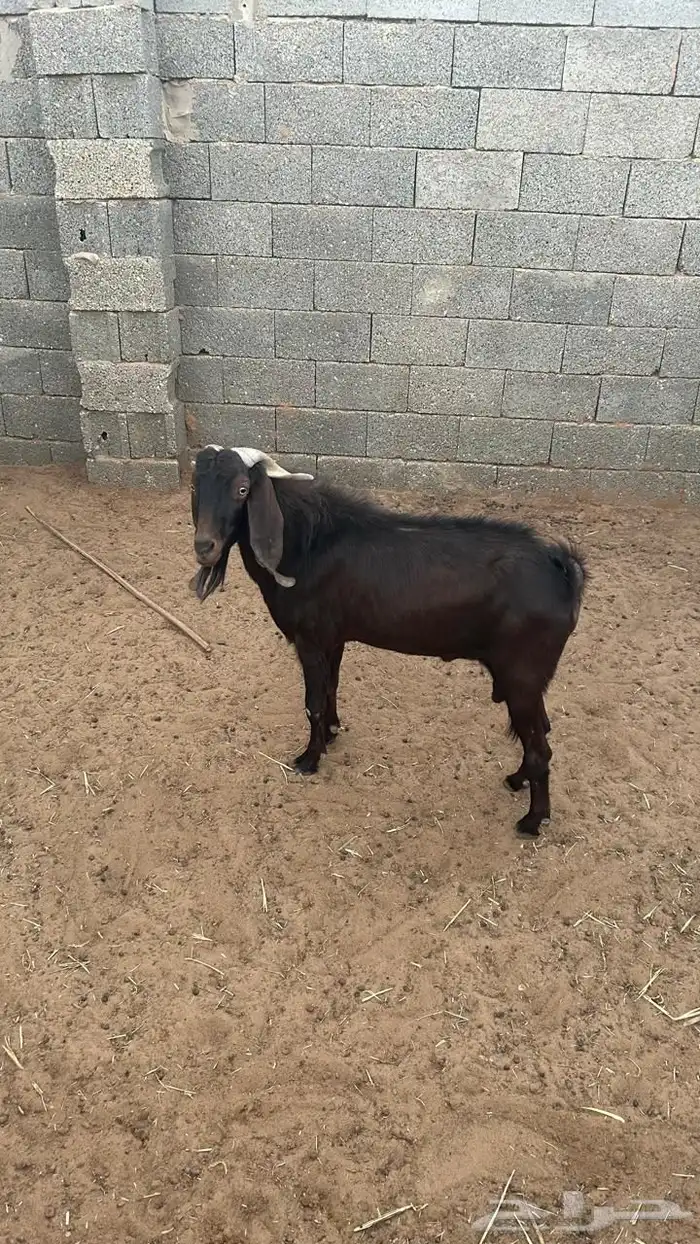 فحل قبرصي 0