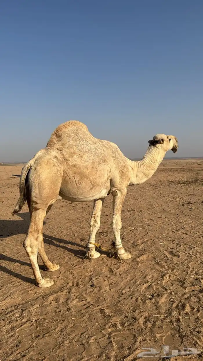 بعير سدس كحيلاني 1