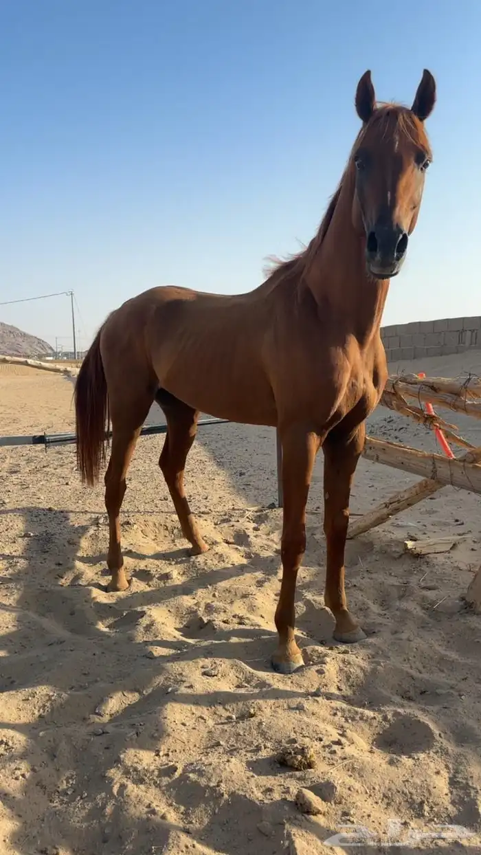 حصان شعبي كفو 1