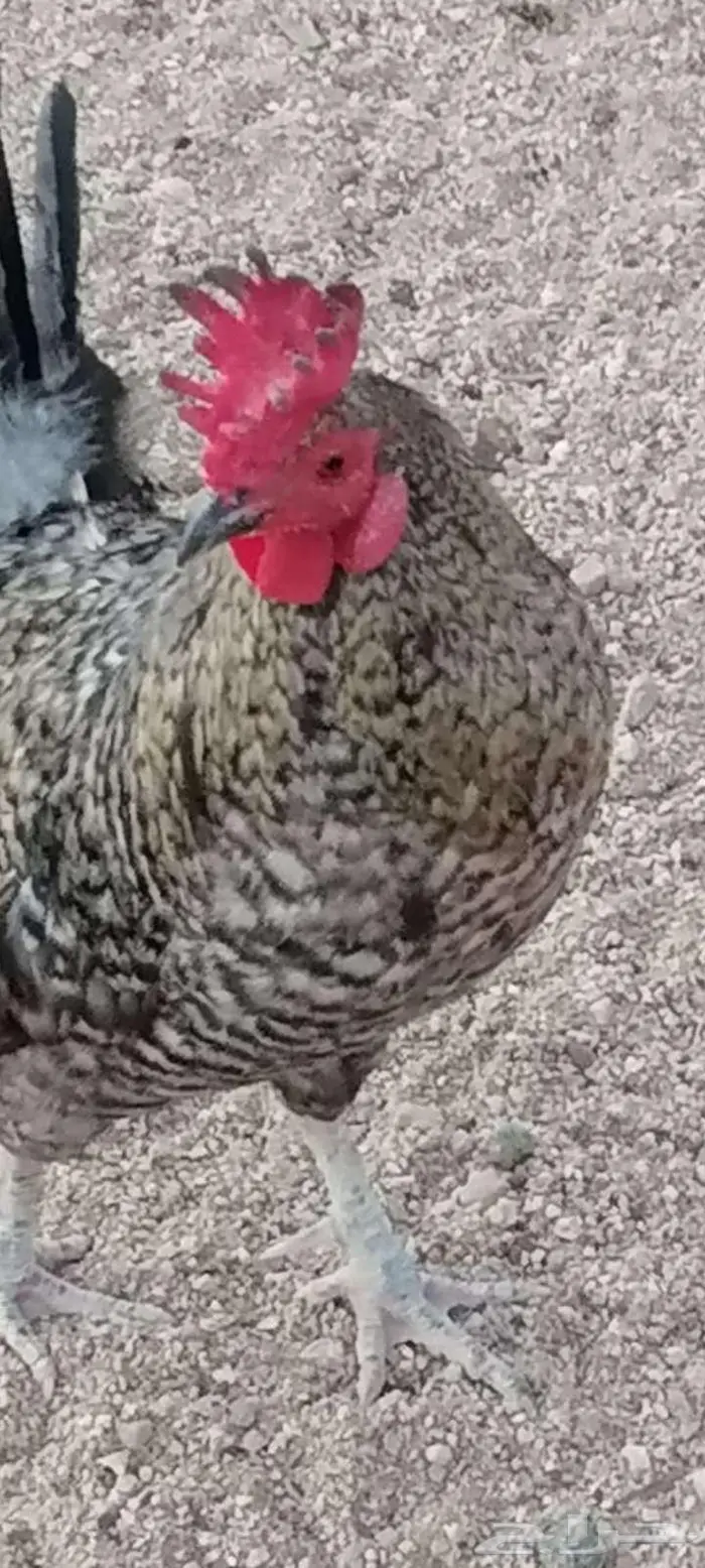 للبيع ديوك روز كامب 0