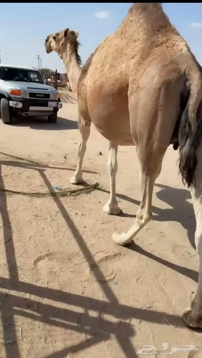 للبيع 10 من الابل بفحلها منوه القناي 11